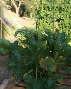 Conducting Experiments in the Garden Image